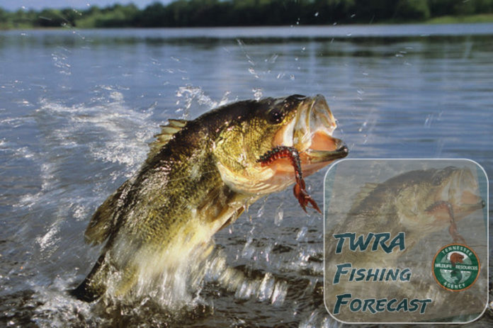 twra fishing forecast