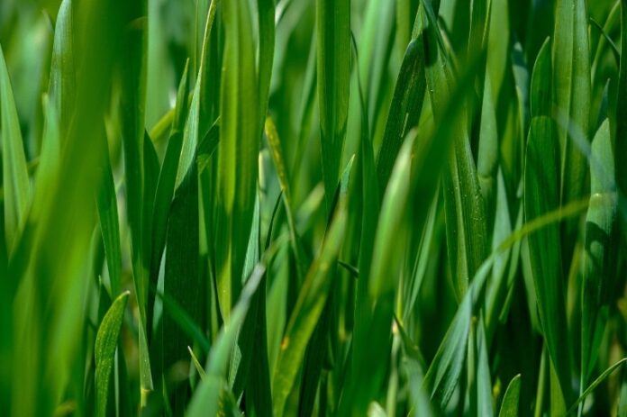 cutting-grass