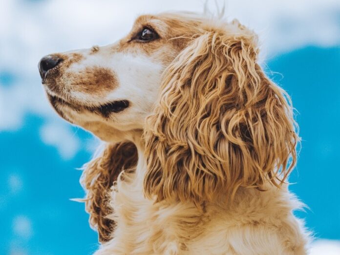 pet-in-summer