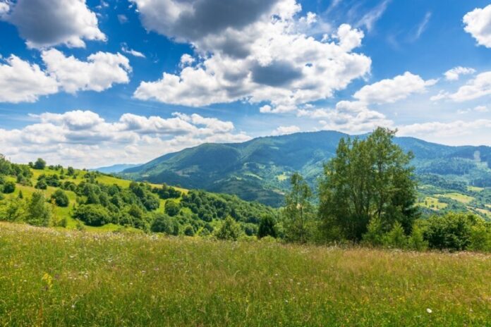 Trees,On,A,Grassy,Field,In,Mountains.,Scenic,Rural,Landscape