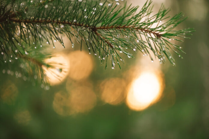 Christmas tree branches with dew drops close up