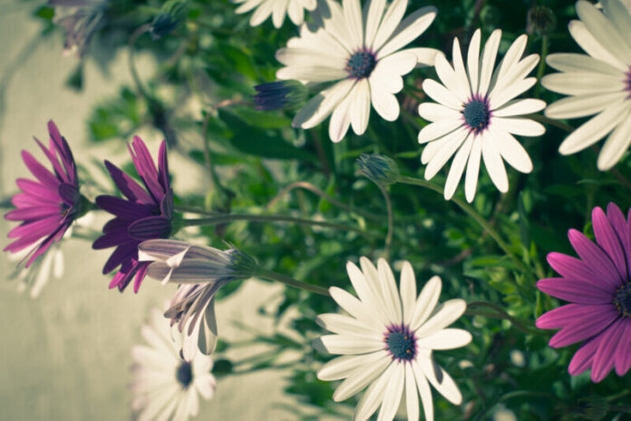 Osteospermum flowers at Sunny Day