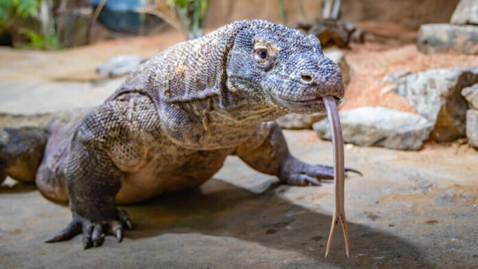 New-Komodo-Dragon-Exhibit-Coming-to-Nashville-Zoo