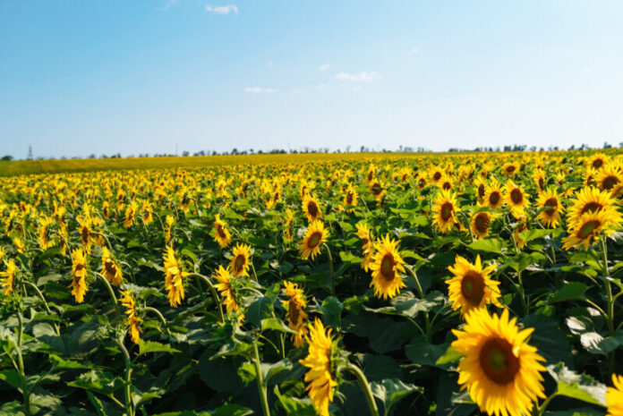 Field of blooming sunflowers. Organic and natural floral background. Agricultural on a sunny day.