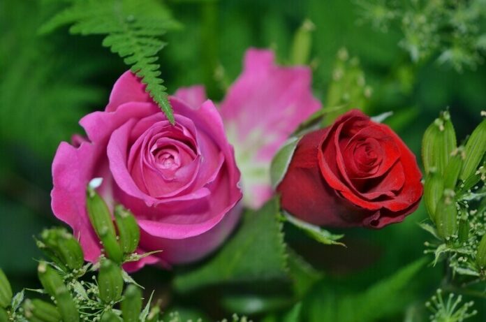 red-roses-obit