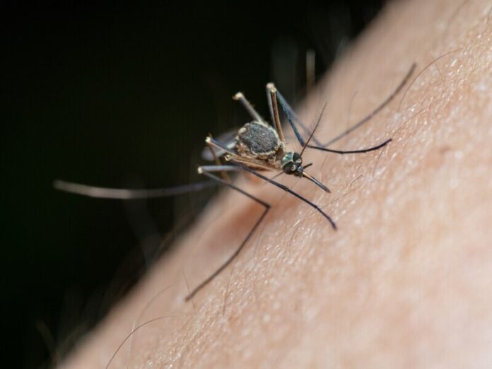 Mosquito