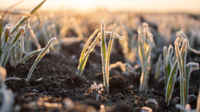 Frosty,Frost,In,Spring,In,The,Fields,With,Winter,Wheat. weather