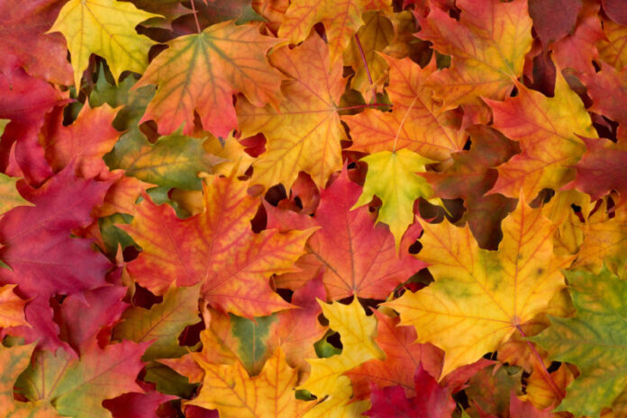Fall,Leaves,Background