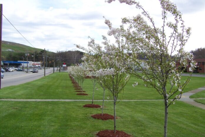 Urban-Forestry-TAEP-Funded-in-Johnson-City
