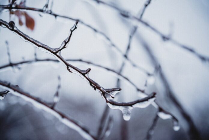 naked-tree-branches-covered-with-icy-after-freezin-2023-11-27-05-06-44-utc