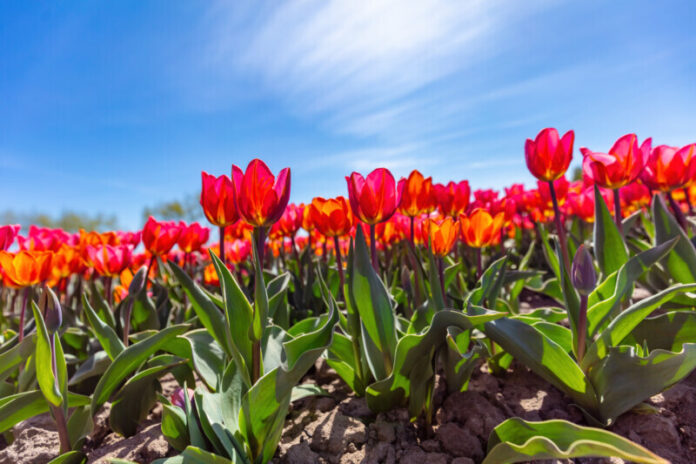 Tulip flowers field in spring sunny blue sky