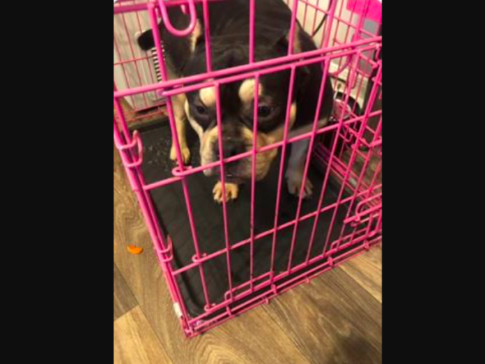 Nashville-Detectives-Working-to-Identify-Gunman-who-Robbed-Woman-at-Gunpoint-Took-Bulldog