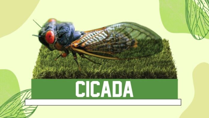 Cicada-Bobblehead-3