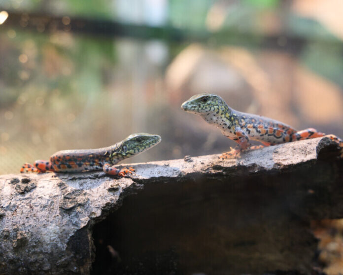 Crocodile-Tegus