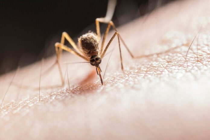 mosquito-1