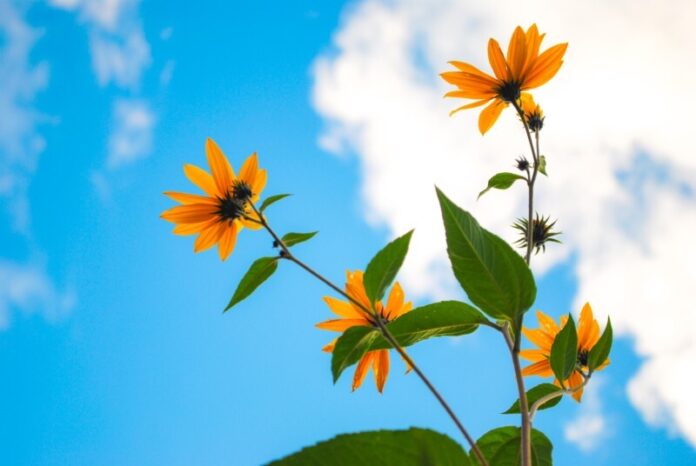 spring-nature-flowers-plant-nature-sunny-sky-yello-2021-09-02-13-38-28-utc Terms of Use