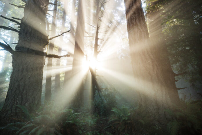 Sunny beams