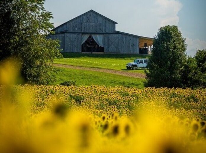 Sunflower-Festival