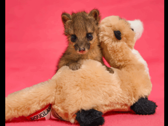 Female-Spotted-Fanaloka-Pup