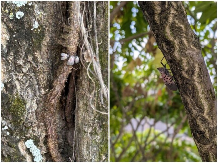 spotted-lanternfly