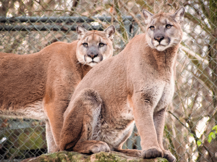 Longtime-Cougar-Brothers