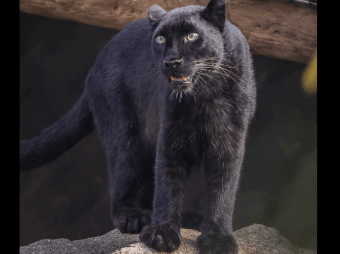 Nashville-Zoos-Amur-Leopard-1