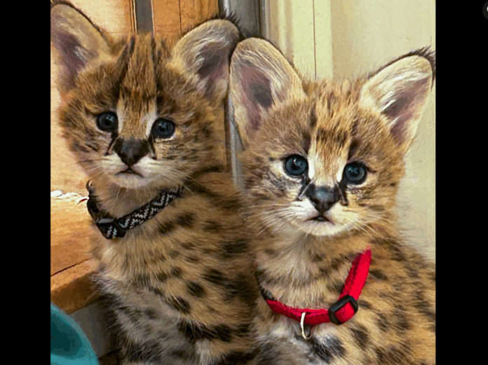 Serval-Kittens