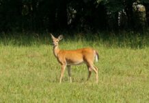 TWRA Detects CWD in Humphreys County