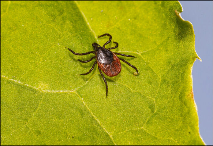 tick-stock