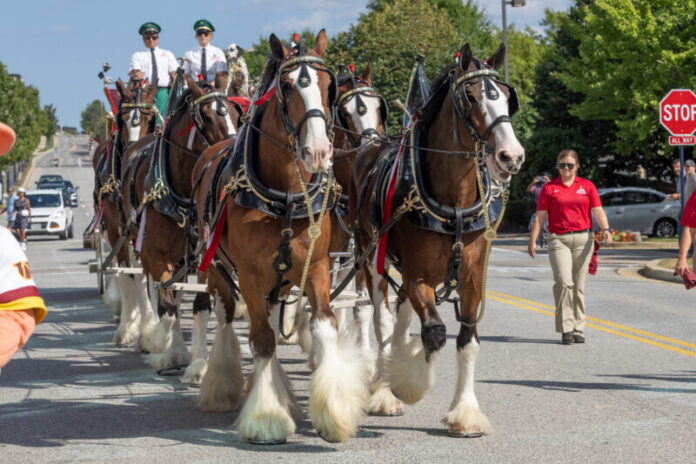 Budweiser Clydesdales of SIJI1398