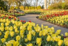Events at Cheekwood Cheekwood in Bloom 2023.