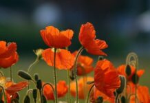 OBITUARY: Judy Ann Joffe obit98