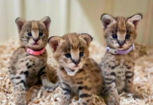 Nashville Zoo Announces Birth of Three Serval Kittens