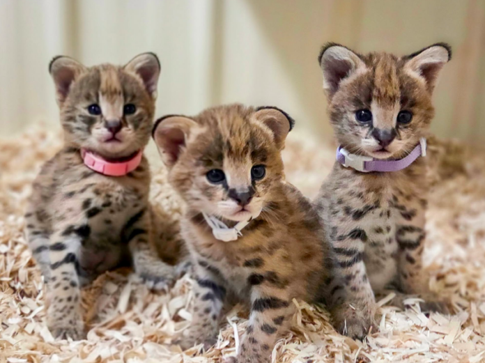 serval-kittens