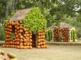 Cheekwood Harvest Brings Pumpkins, Marigolds and Fall Magic to Nashville