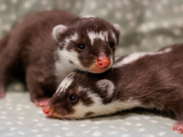Nashville Zoo Welcomes Rare Javan Ferret-Badger Babies
