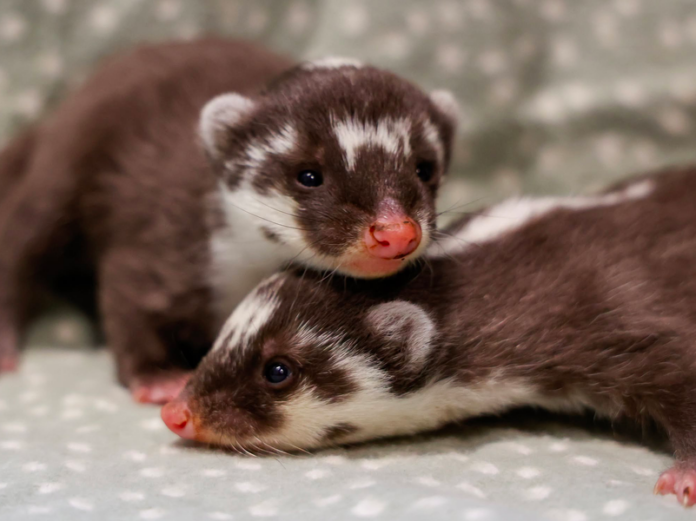Javan ferret-badgers