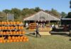 Local Pumpkin Patches to Visit This Fall