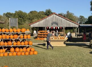 Local Pumpkin Patches to Visit This Fall