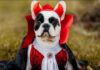 Have a Dog-Gone Good Time at Howl-O-Ween at Central Bark Dog Park Howl-o-ween-Dog-Costume-Contest