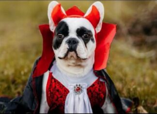 Have a Dog-Gone Good Time at Howl-O-Ween at Central Bark Dog Park Howl-o-ween-Dog-Costume-Contest
