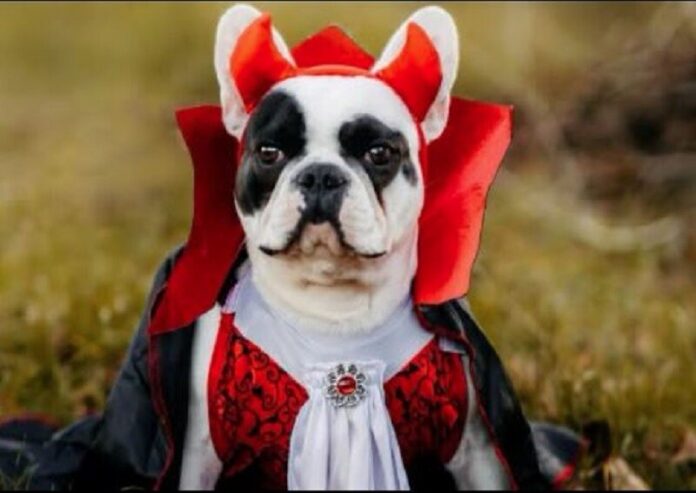 Howl-o-ween Dog Costume Contest Howl-o-ween-Dog-Costume-Contest