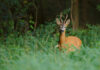 Tennessee Young Sportsman Deer Hunt Set For Halloween Weekend