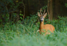 Tennessee Young Sportsman Deer Hunt Set For Halloween Weekend