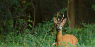 Tennessee Young Sportsman Deer Hunt Set For Halloween Weekend