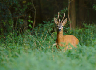 Tennessee Young Sportsman Deer Hunt Set For Halloween Weekend