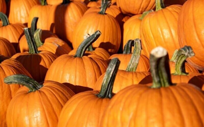 pumpkin-patch-stock-photo Pumpkin Patch Stock Photo
