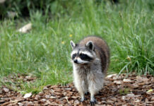 Tennessee Begins Annual Rabies Vaccine Baiting Program
