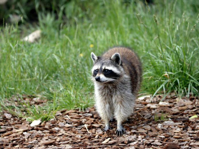 racoon